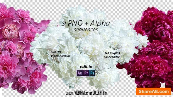 Videohive Peony Videohive Peony